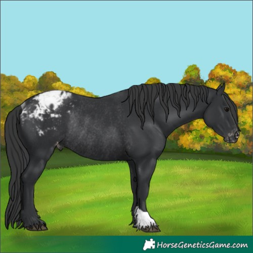 Horse Color:Black Blanket Rabicano