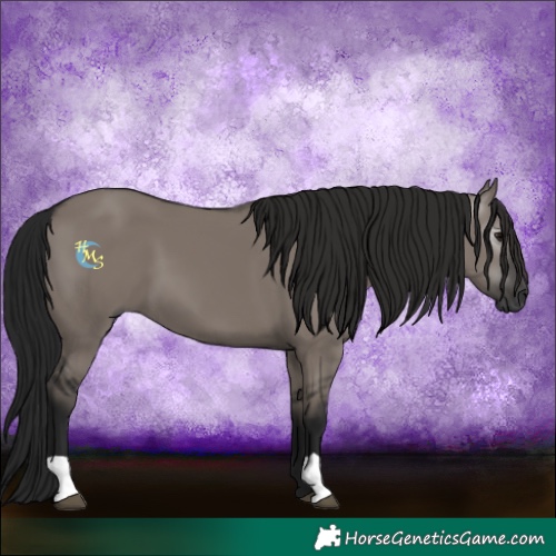 Horse Color:Gray Grullo