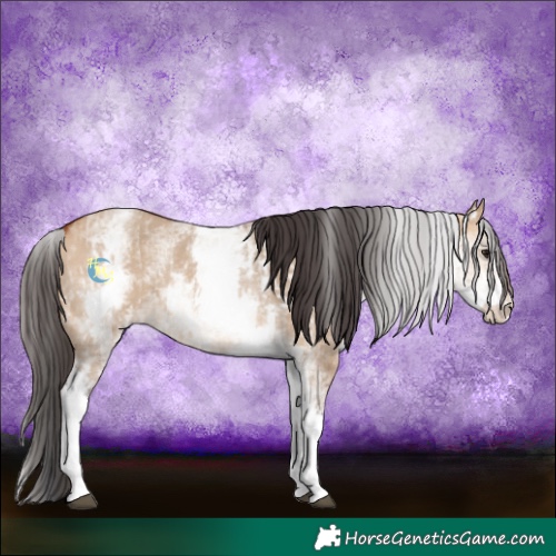 Horse Color:White Spotted Bay Dun Rabicano and White Spotted Bay Dun Rabicano