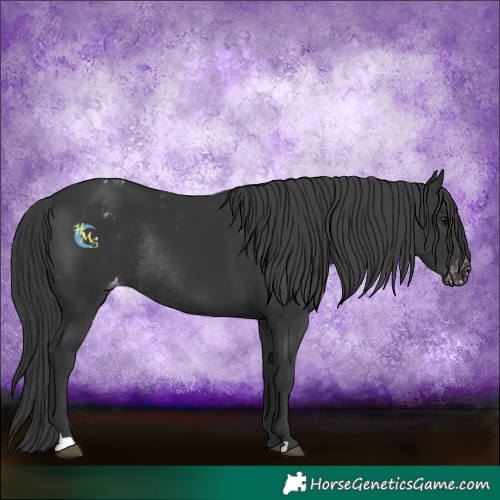 Horse Color:Black Blanket Rabicano 