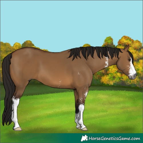 Horse Color:Gray Bay Dun Sabino