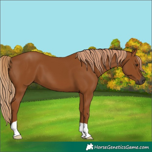 Horse Color:Gray Chestnut