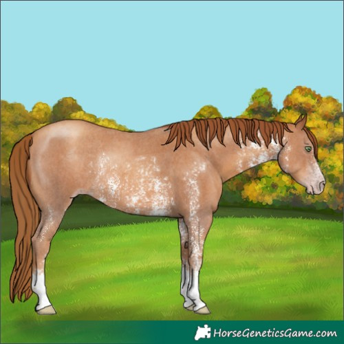 Horse Color:Gray Gold Champagne Sabino Rabicano