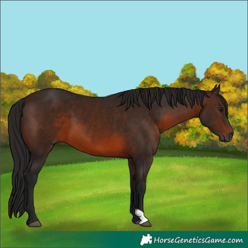 Horse Color:Gray Bay 