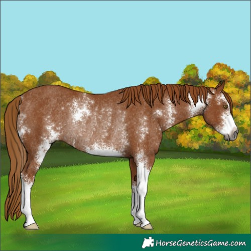 Horse Color:Gray Chestnut Sabino Rabicano 