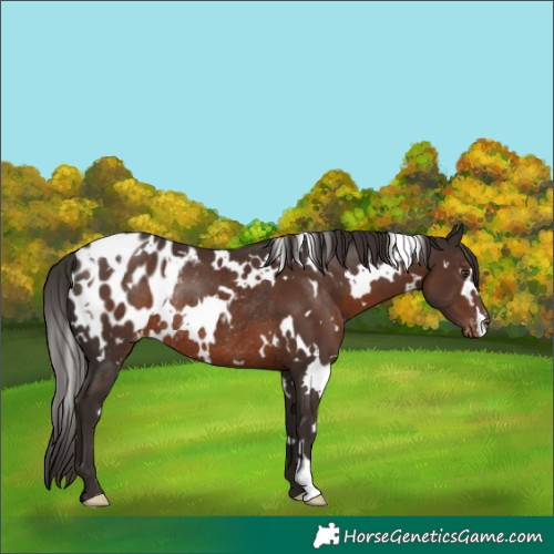 Horse Color:White Spotted Liver Chestnut Blanket Rabicano 