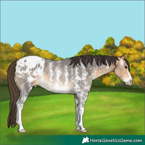 Horse Color:Buckskin Sabino Blanket Rabicano