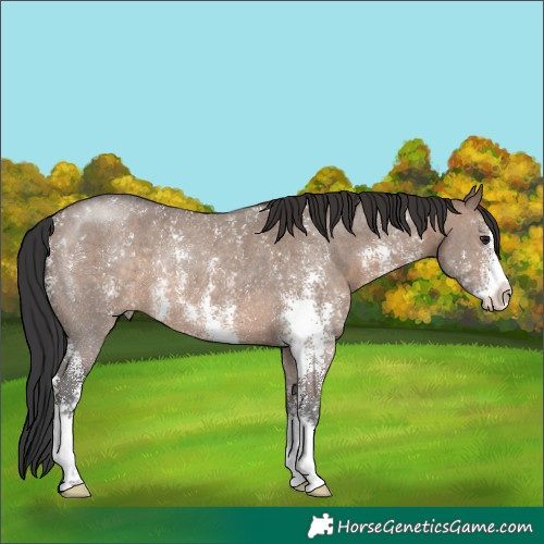 Horse Color:Brown Dun Sabino Rabicano 