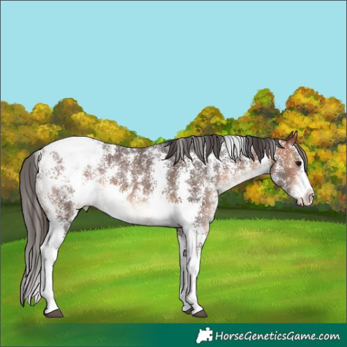 Horse Color:Bay Sabino Snowcap Rabicano