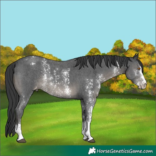 Horse Color:Black Sabino Varnish Rabicano 