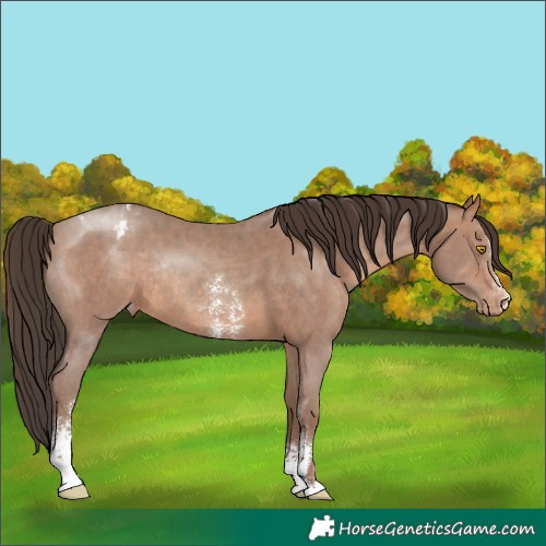 Horse Color:Sable Champagne Sabino Blanket Rabicano