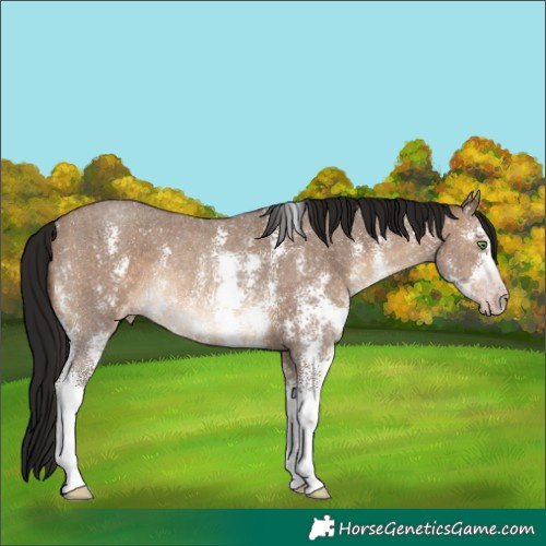 Horse Color:Gray Amber Champagne Sabino Rabicano 