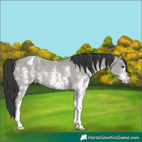 Horse Color:Grullo Sabino Blanket Rabicano