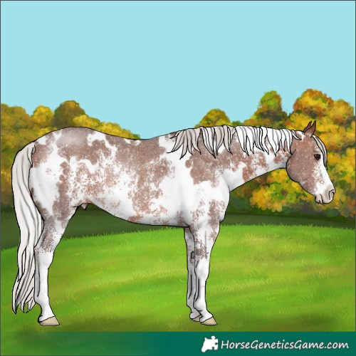 Horse Color:White Spotted Silver Brown Sabino Rabicano 