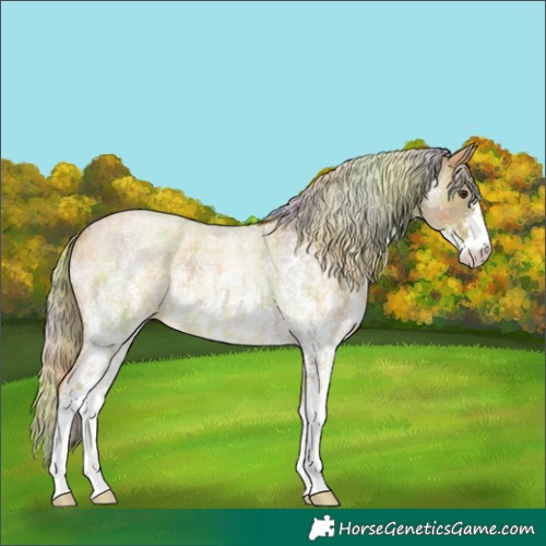 Horse Color:Nacre Palomino Roan Sabino