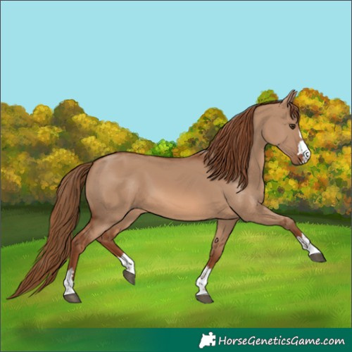 Horse Color:Red Dun