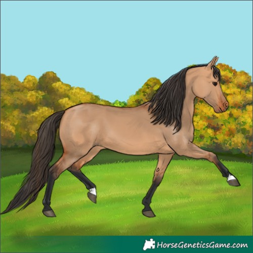 Horse Color:Bay Dun