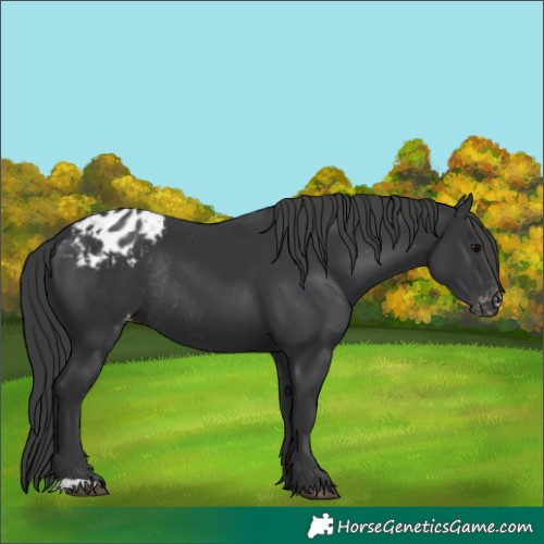Horse Color:Black Blanket Rabicano 