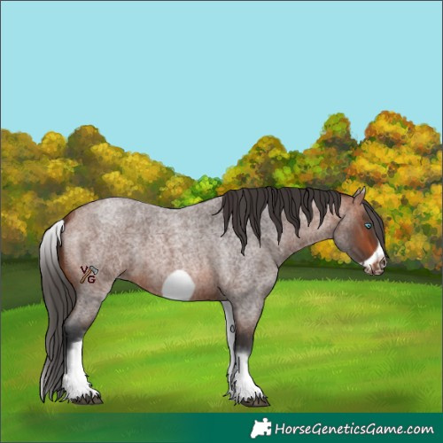 Horse Color:White Spotted Bay Roan Frame