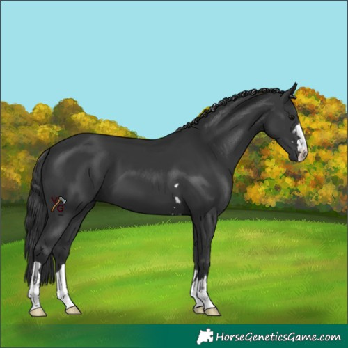 Horse Color:Black 