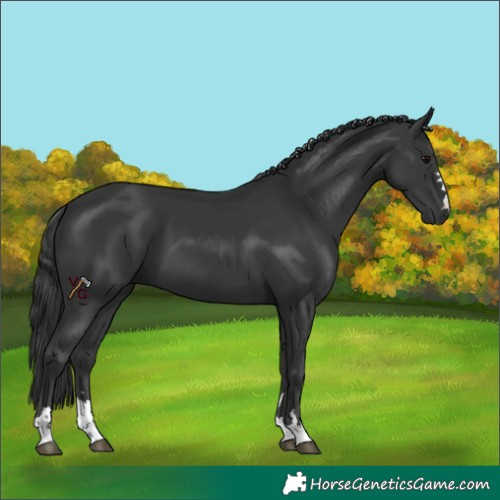 Horse Color:Black 