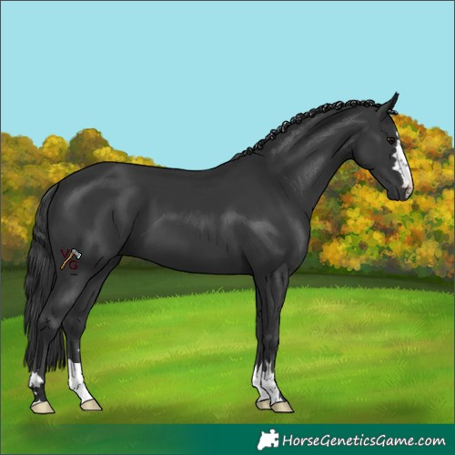 Horse Color:Black 
