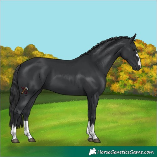 Horse Color:Black 