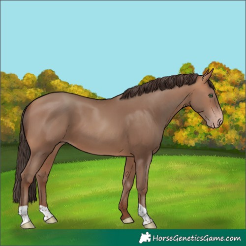Horse Color:Amber Champagne