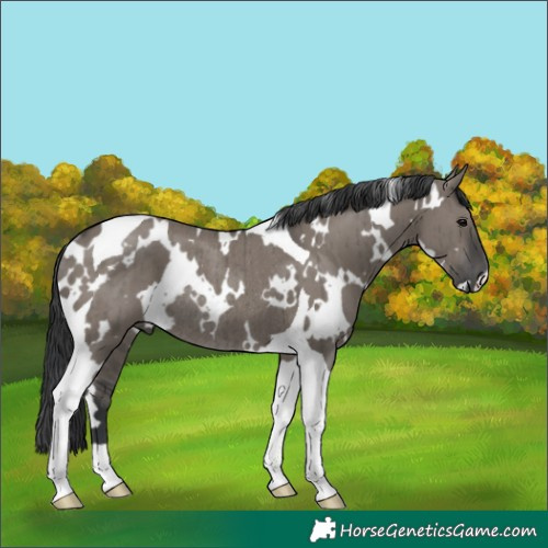 Horse Color:White Spotted Grullo Tobiano Rabicano Brindle 