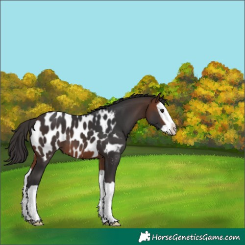 Horse Color:Unknown 