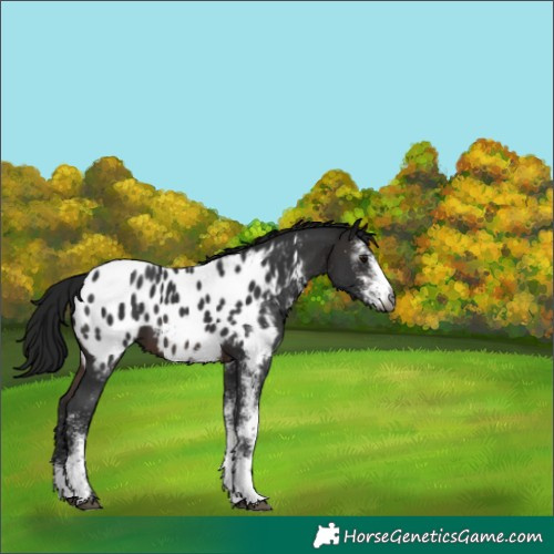 Horse Color:Unknown 