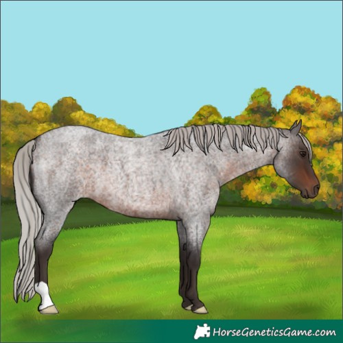 Horse Color:Silver Brown Roan 