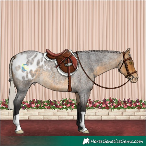 Horse Color:Silver Buckskin Roan Blanket