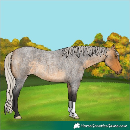 Horse Color:Silver Buckskin Roan 