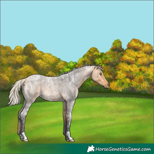 Horse Color:Silver Buckskin Ice Roan 