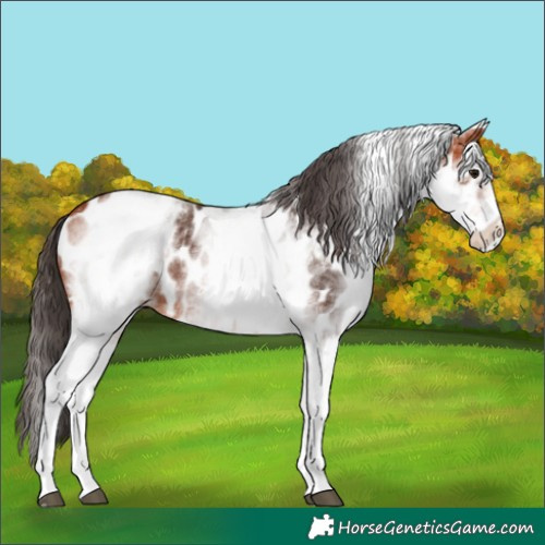 Horse Color:White Spotted Bay Near Leopard 