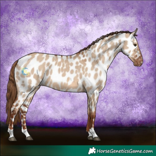 Horse Color:Red Dun Near Leopard
