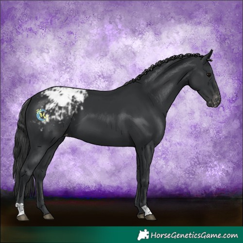 Horse Color:Black Blanket