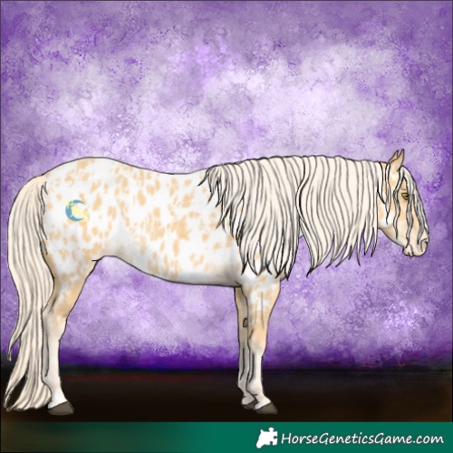 Horse Color:Palomino Near Leopard and Palomino Near Leopard
