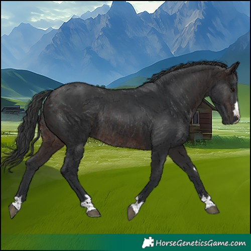 Horse Color:Brown Rabicano