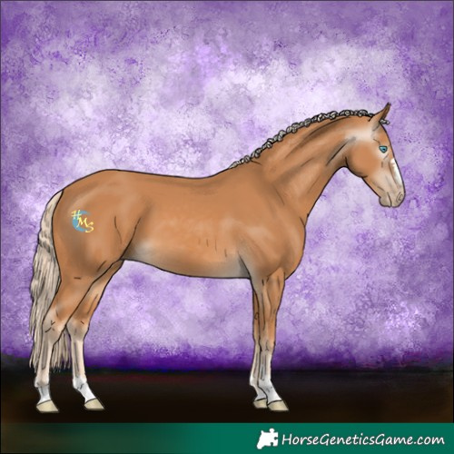 Horse Color:Gray Cremello