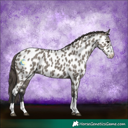 Horse Color:Grullo Near Leopard 