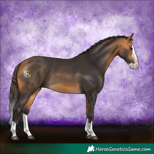 Horse Color:Buckskin Splash 