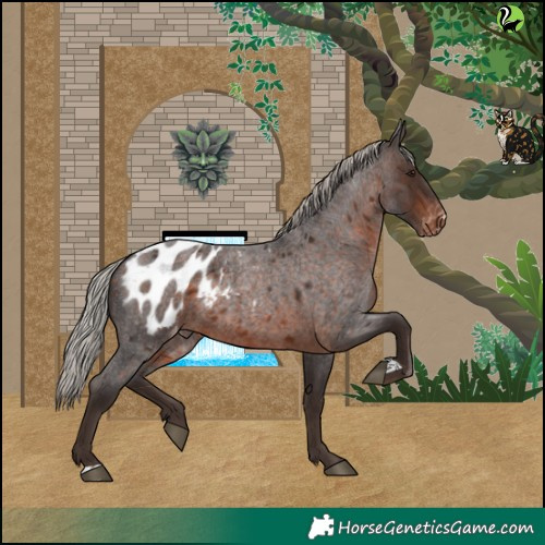 Horse Color:Silver Brown Roan Blanket Rabicano 