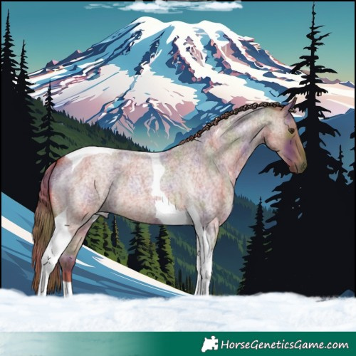 Horse Color:Nacre Red Roan Tobiano