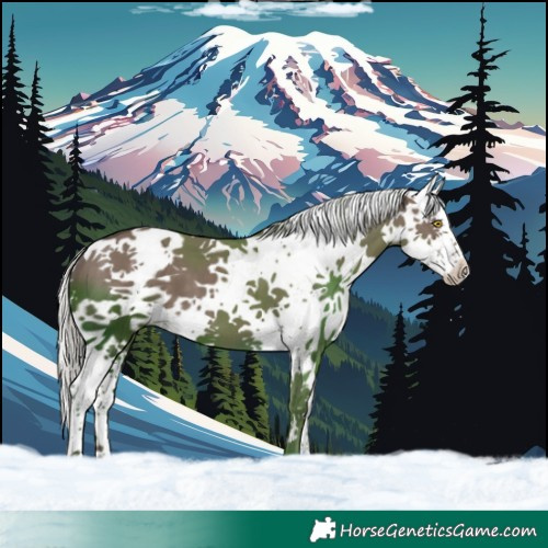 Horse Color:White Spotted Silver Grullo Sabino