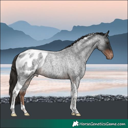 Horse Color:Liver Red Roan Tobiano Blanket 