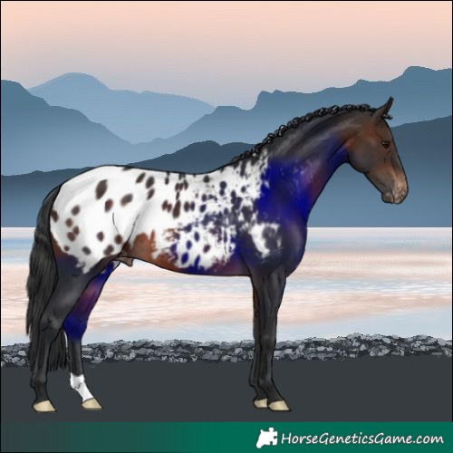 Horse Color:Brown Blanket 