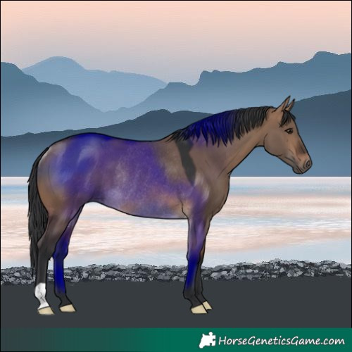 Horse Color:Brown Dun Rabicano