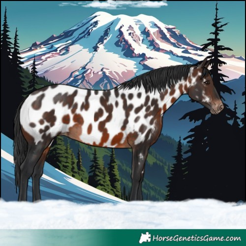 Horse Color:Brown Near Leopard 